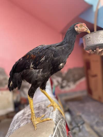 Aseel Male and Female Pair | Homebreed