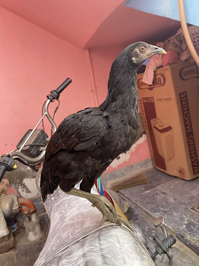 Aseel Male and Female Pair | Homebreed — photo 5