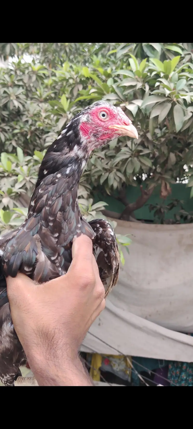 high quality Whatsapp per masge kro 03012693422 — photo 3