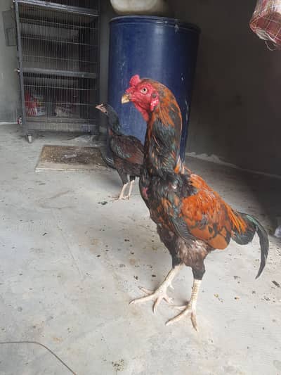 asel murga murgi jora for sell whatsapp no 03021017516