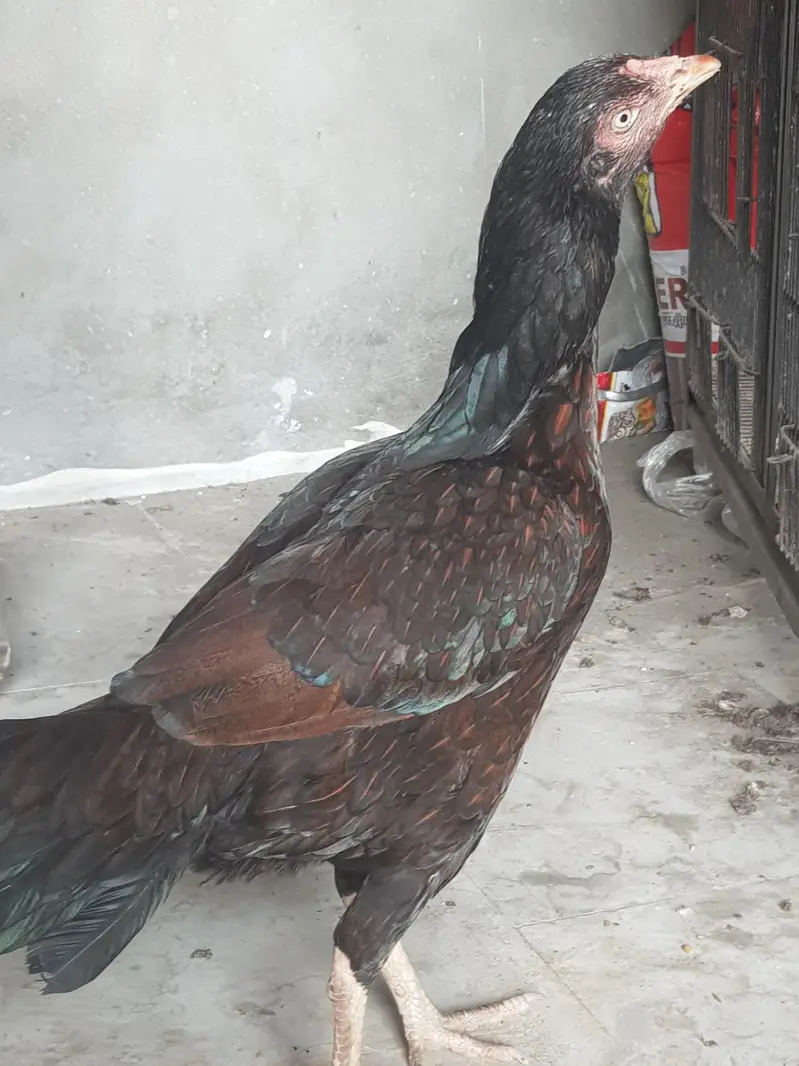 asel murga murgi jora for sell whatsapp no 03021017516 — photo 2