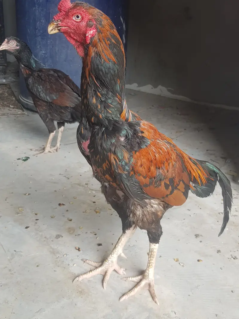 asel murga murgi jora for sell whatsapp no 03021017516 — photo 3