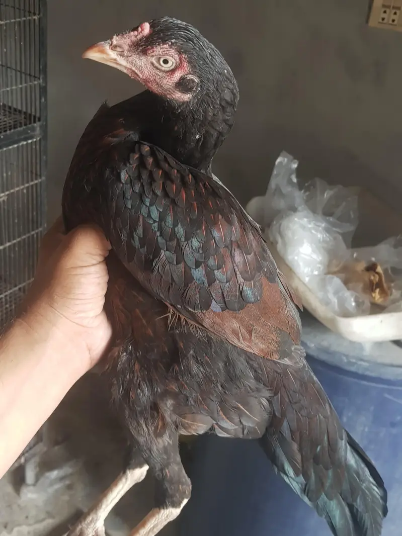 asel murga murgi jora for sell whatsapp no 03021017516 — photo 5