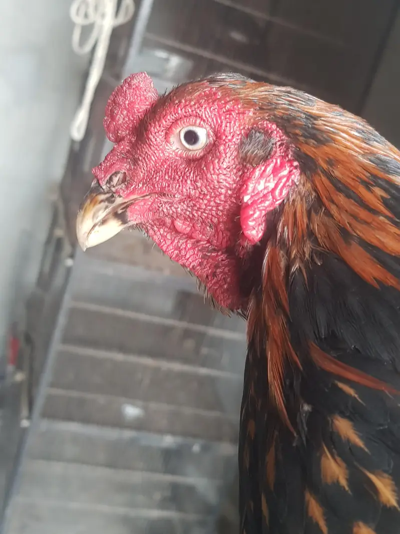 asel murga murgi jora for sell whatsapp no 03021017516 — photo 7