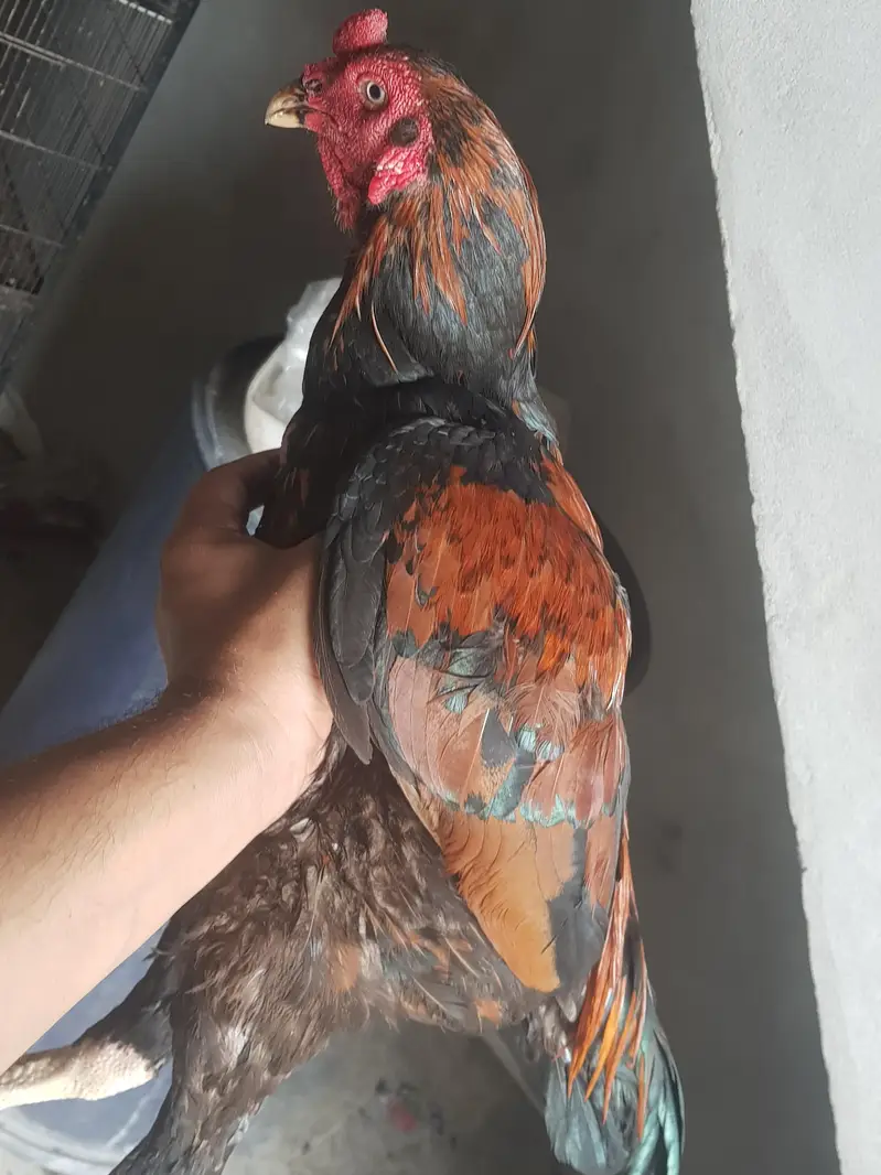 asel murga murgi jora for sell whatsapp no 03021017516 — photo 9