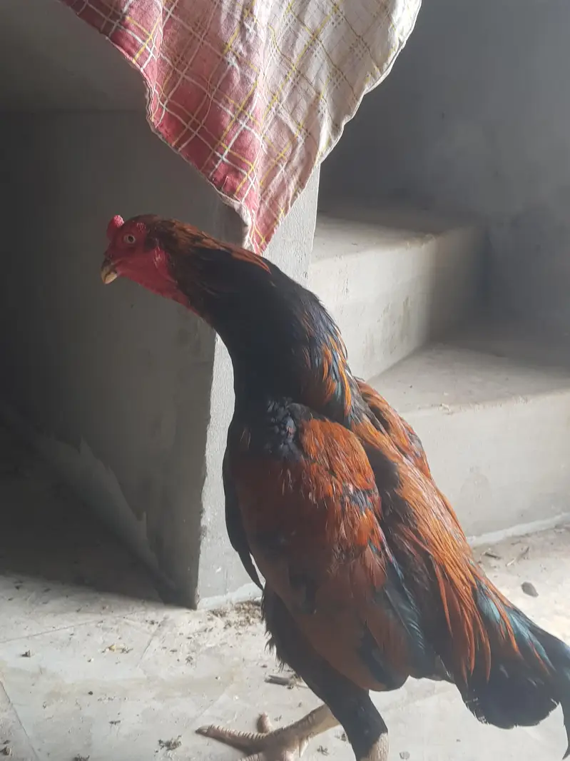 asel murga murgi jora for sell whatsapp no 03021017516 — photo 10