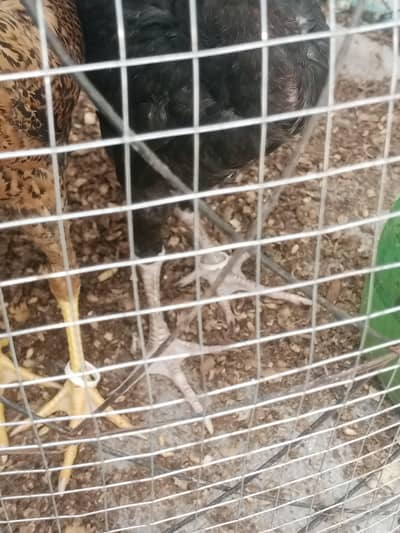 only chicks For sale