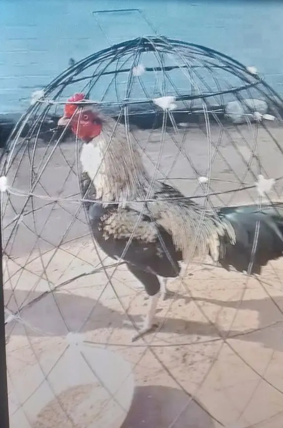 only chicks For sale — photo 3
