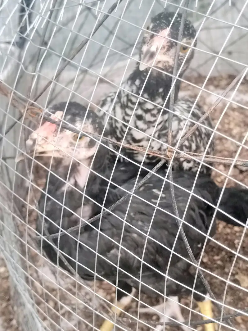 only chicks For sale — photo 4