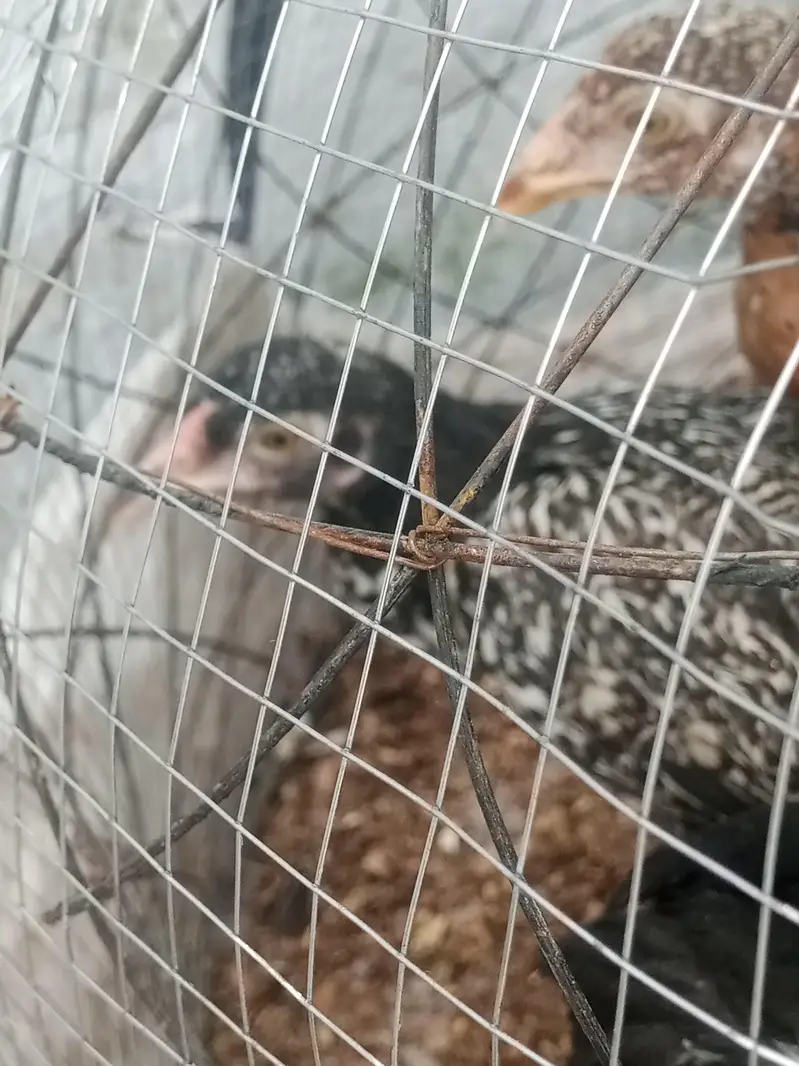 only chicks For sale — photo 5