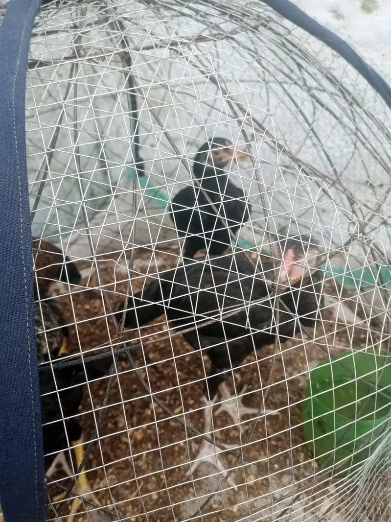 only chicks For sale — photo 8