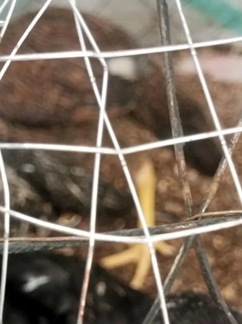 only chicks For sale — photo 9