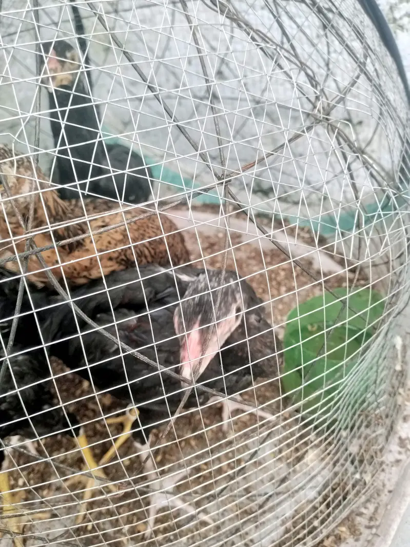 only chicks For sale — photo 10
