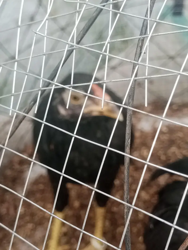 only chicks For sale — photo 11