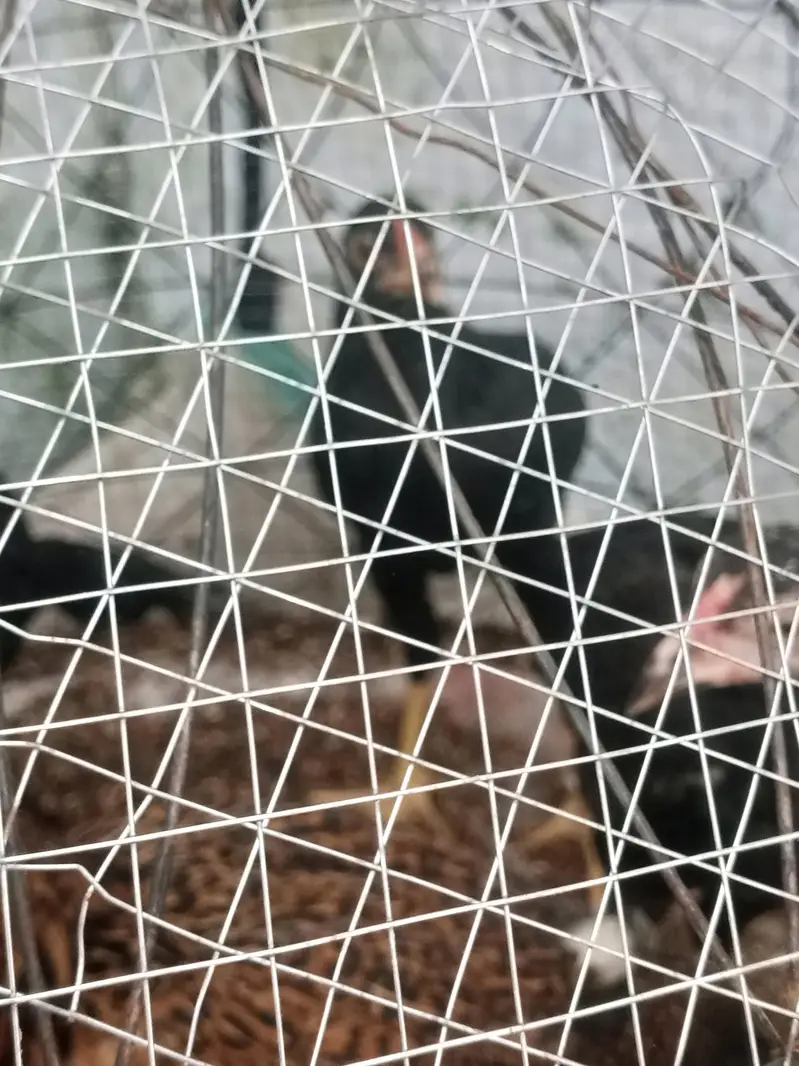 only chicks For sale — photo 12