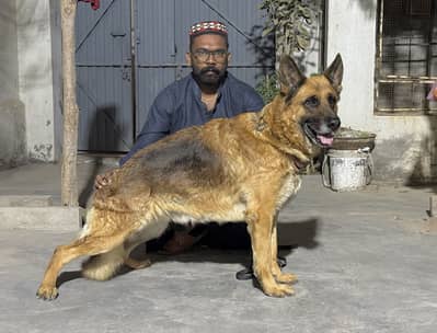German shepherd