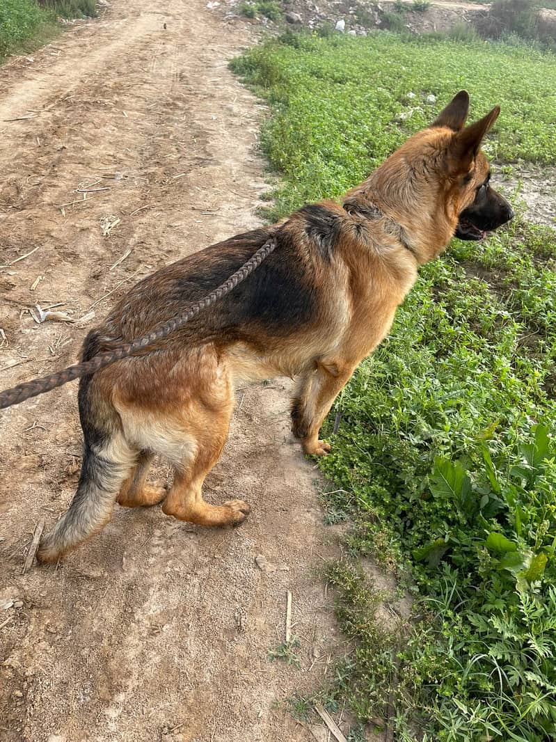 German shepherd 1