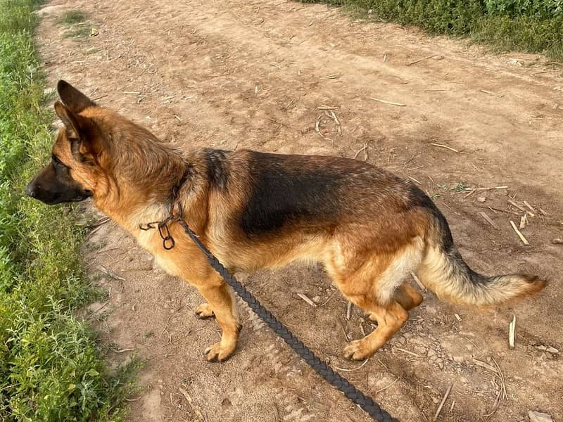 German shepherd 2