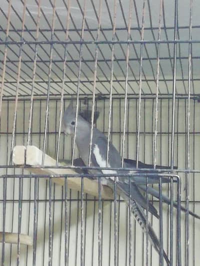 King Size Breeder Pair Vedio on demand