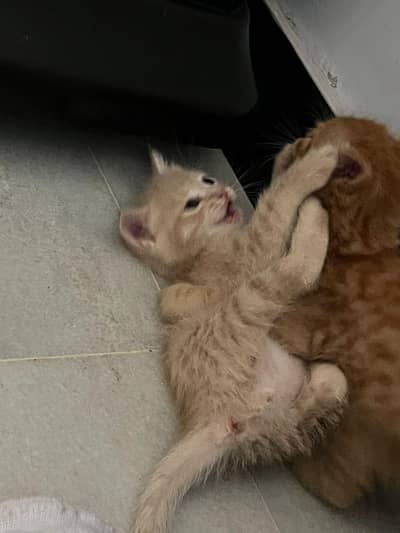 Persian full trained kitten double and triple coated