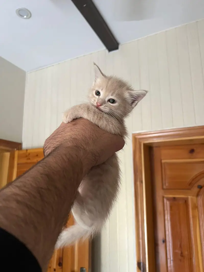 Persian full trained kitten double and triple coated — photo 2