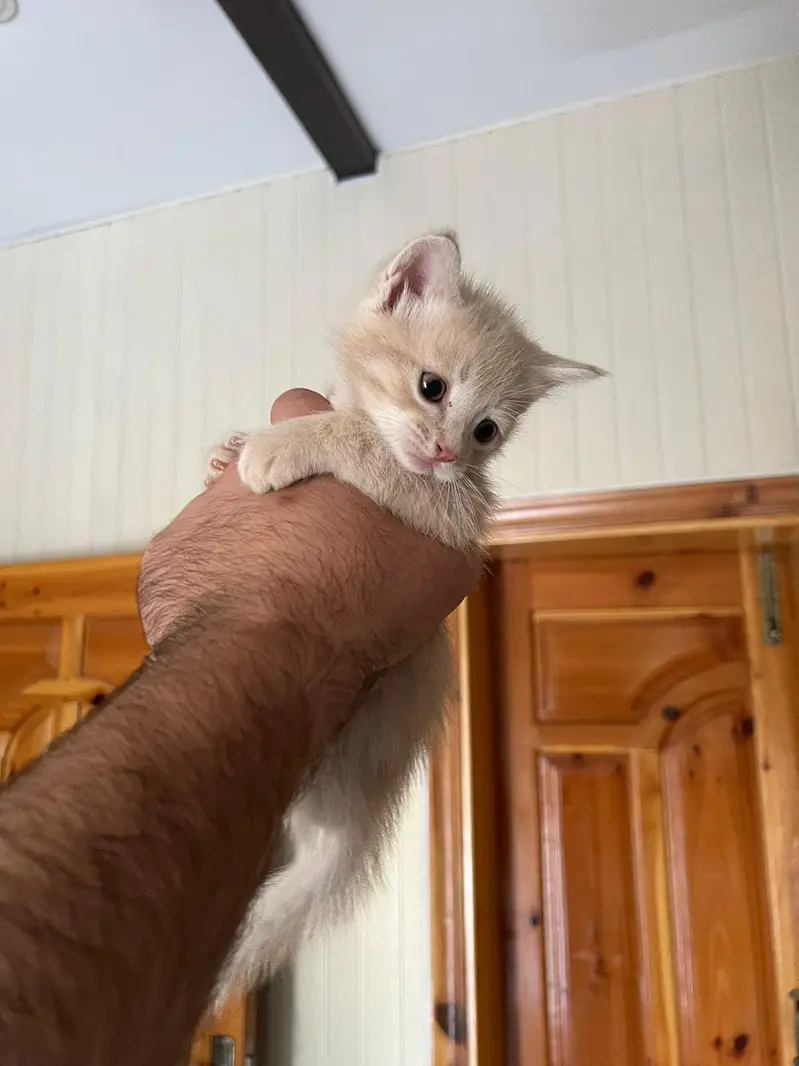 Persian full trained kitten double and triple coated — photo 3