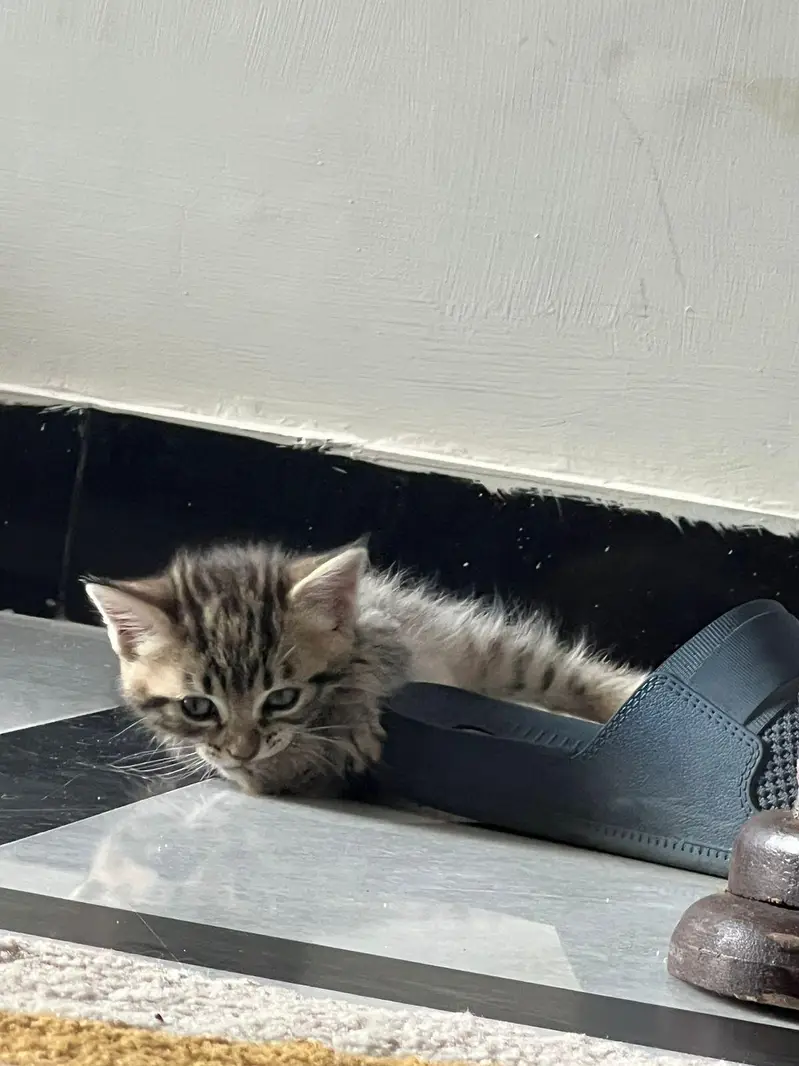 Persian full trained kitten double and triple coated — photo 4