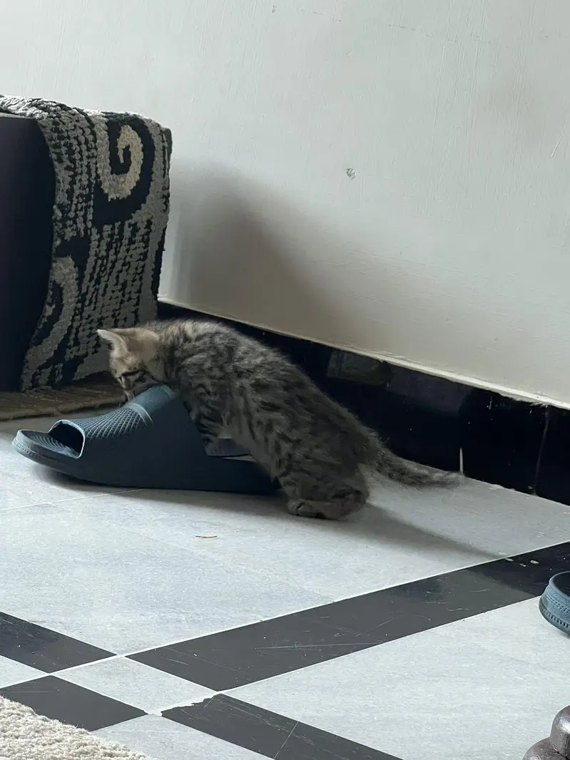 Persian full trained kitten double and triple coated — photo 5