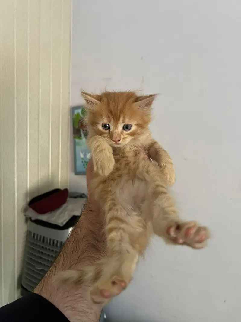 Persian full trained kitten double and triple coated — photo 6