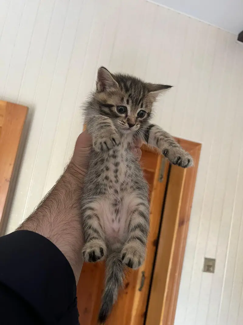 Persian full trained kitten double and triple coated — photo 7