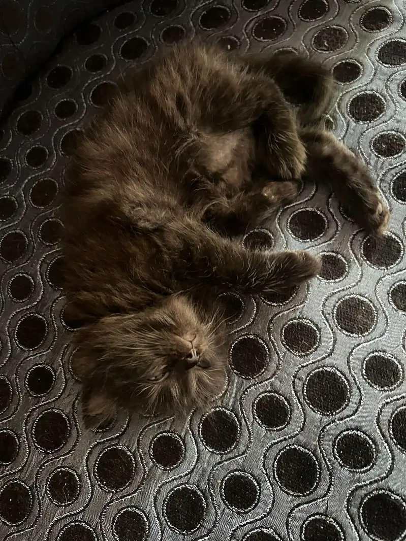 Persian full trained kitten double and triple coated — photo 8