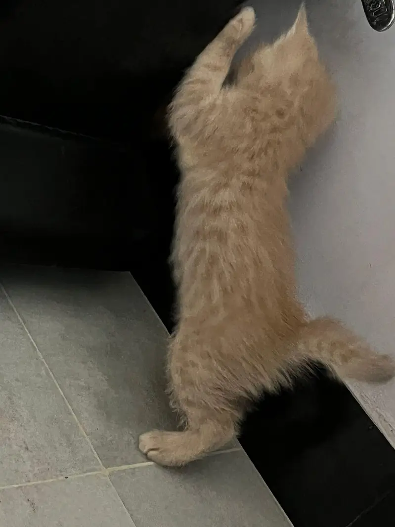 Persian full trained kitten double and triple coated — photo 9