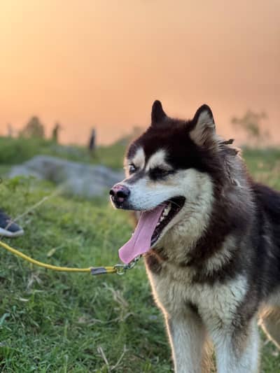 huskey tiple cout and odd eye