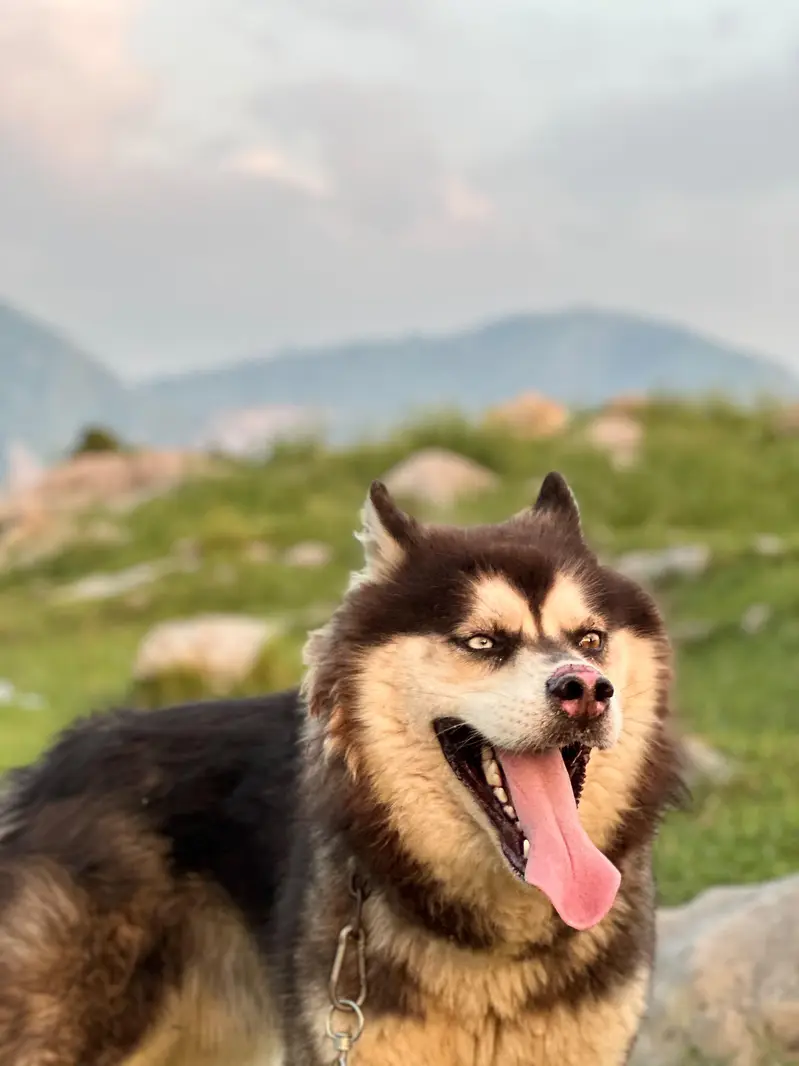 huskey tiple cout and odd eye — photo 5