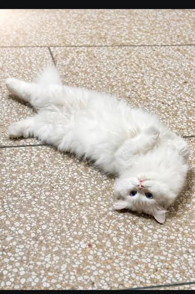 Persian cat
