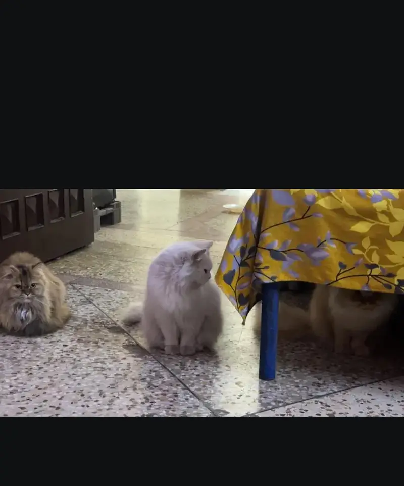 Persian cat — photo 2