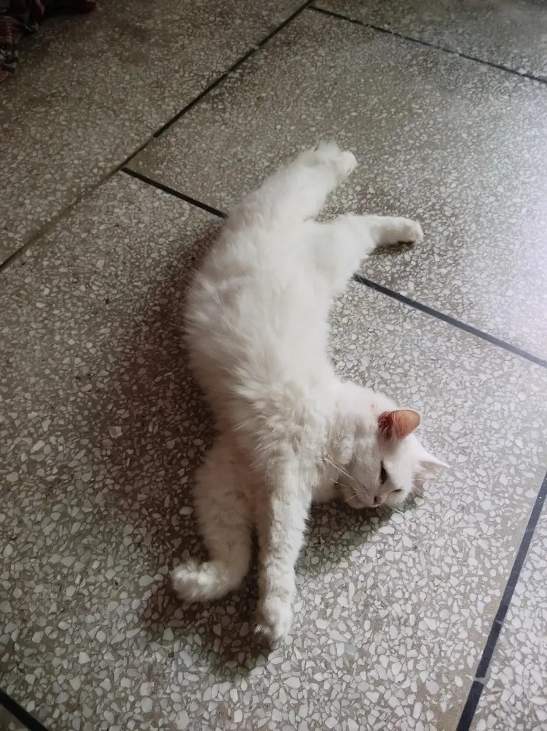Persian cat — photo 3