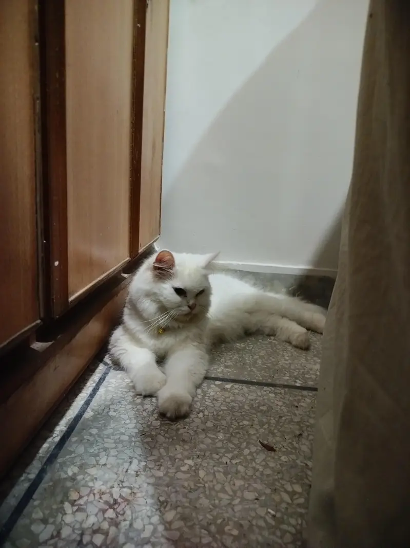 Persian cat — photo 4