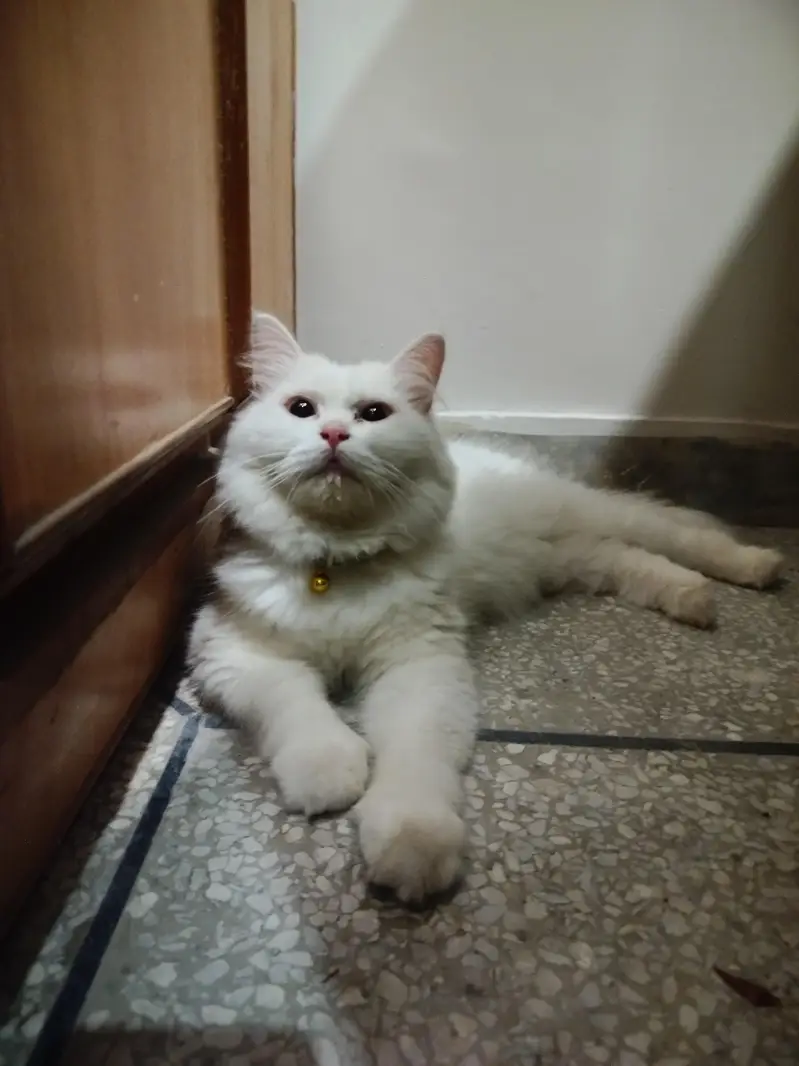 Persian cat — photo 5