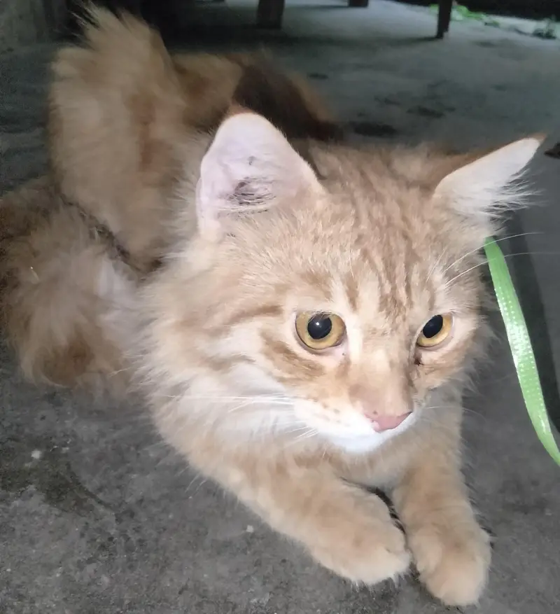 cat 