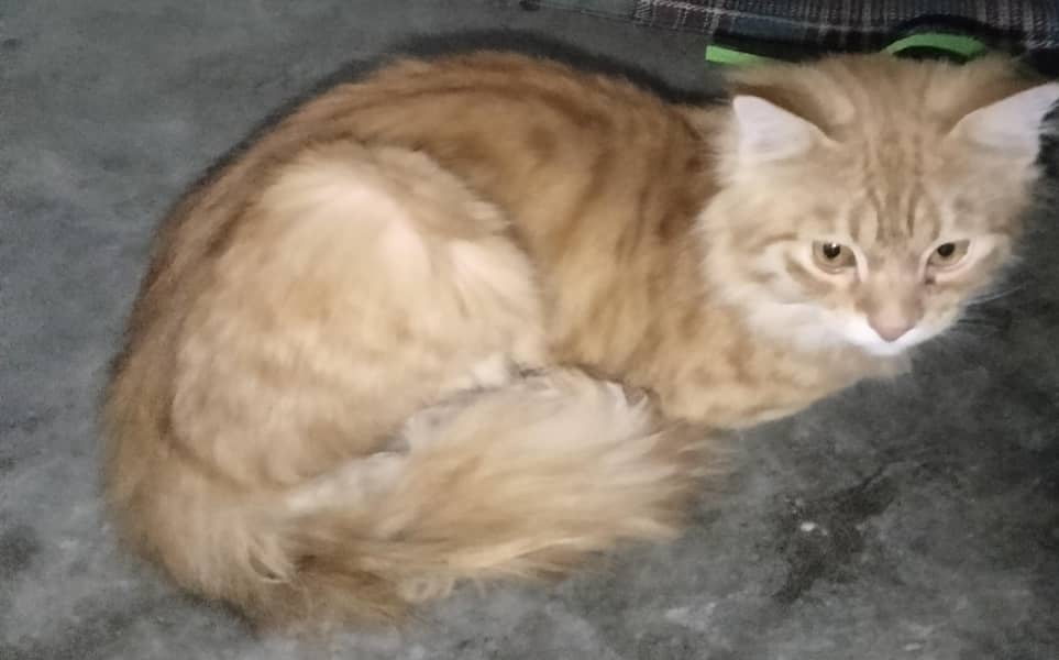 cat  2