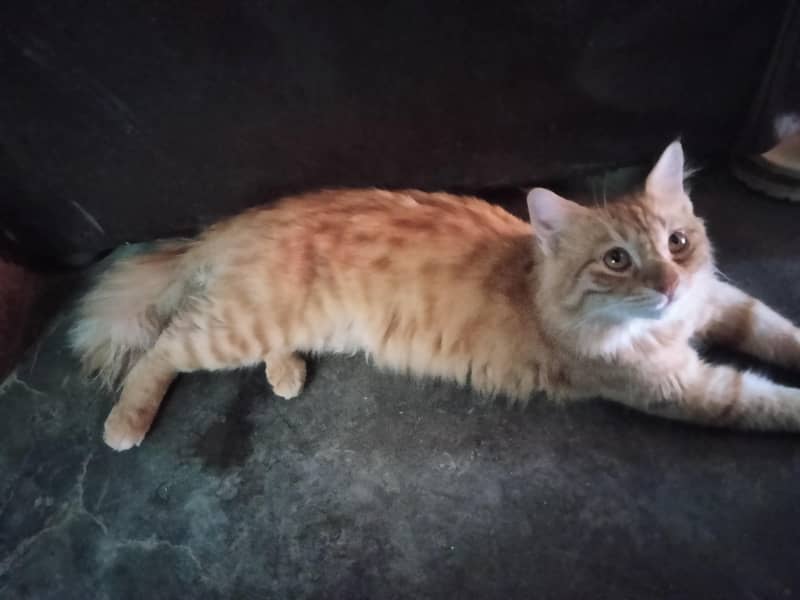 cat  3