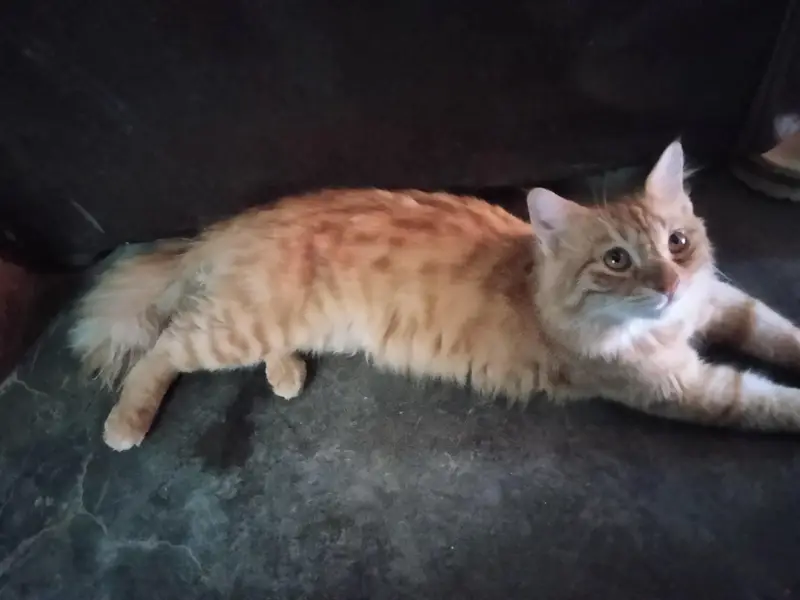 cat  — photo 4