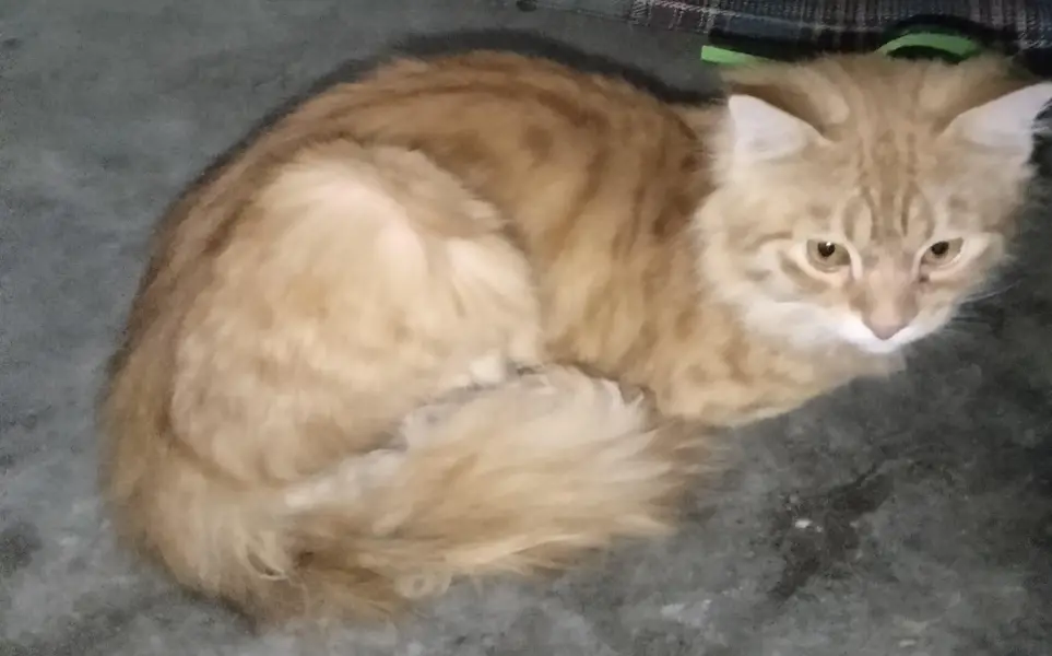 cat  — photo 5