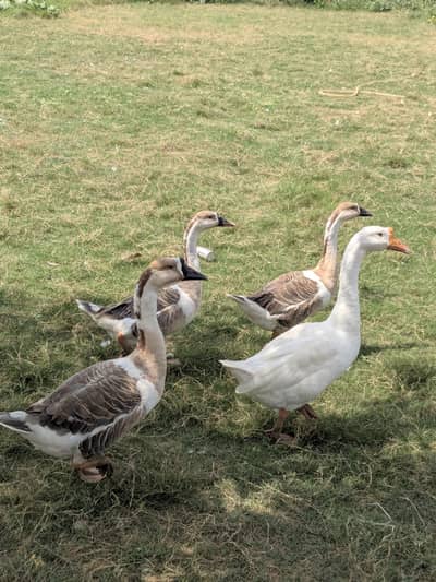Ducks for sale 3 male and 2 female