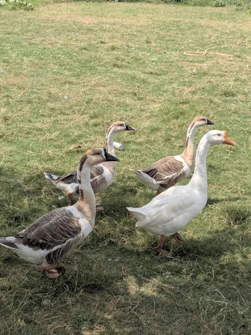 Ducks for sale 3 male and 2 female