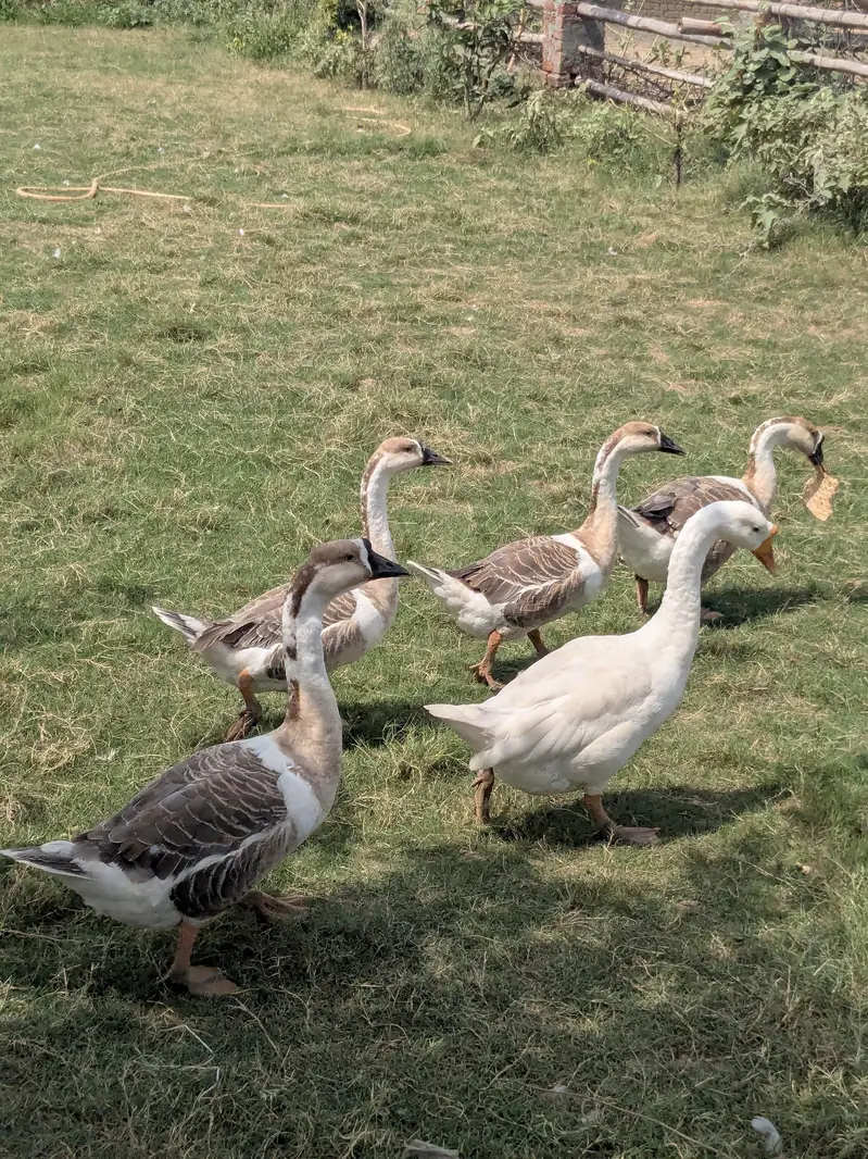 Ducks for sale 3 male and 2 female — photo 2