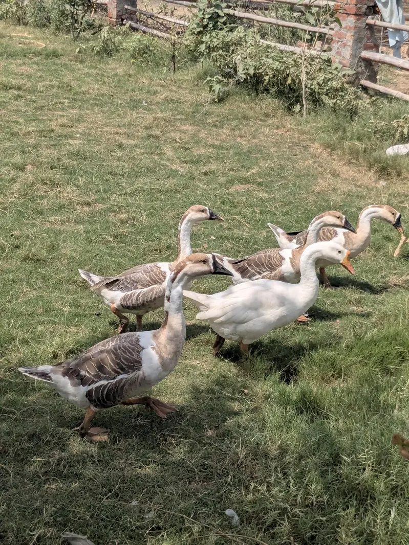 Ducks for sale 3 male and 2 female — photo 3