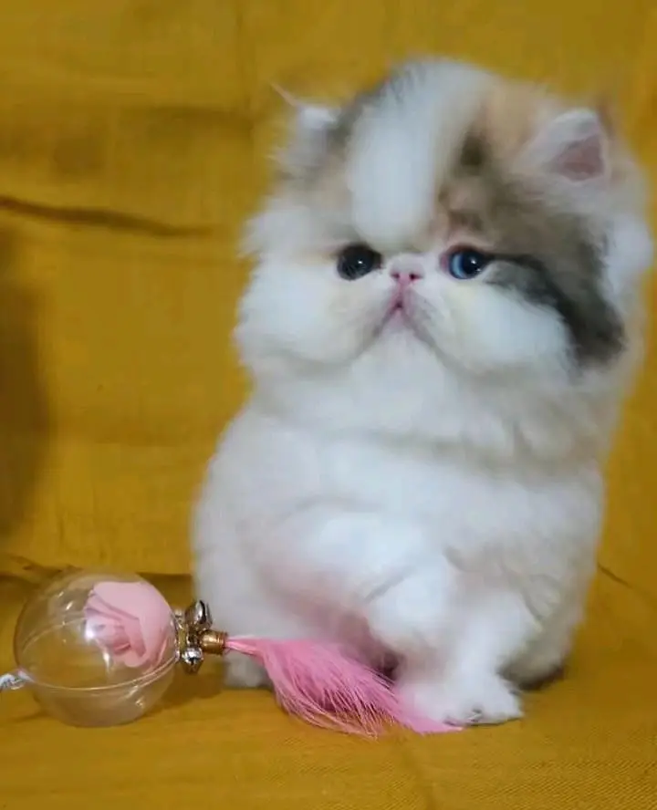 Persian cats My WhatsApp 03194866020 /&@$#_#&@$-# — photo 6