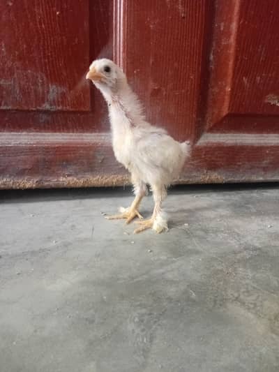 GOLDEN BUFF WHITE BUFF CHICKS GOOD AND HEALTHY